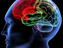 Cerveau artificiel : l’informatique au service de la science